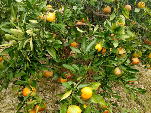 橘子树苗1